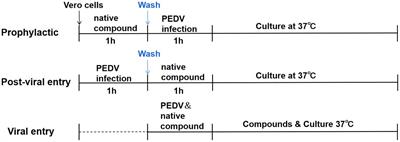 Frontiers | antiviral activity of chrysin and naringenin against
